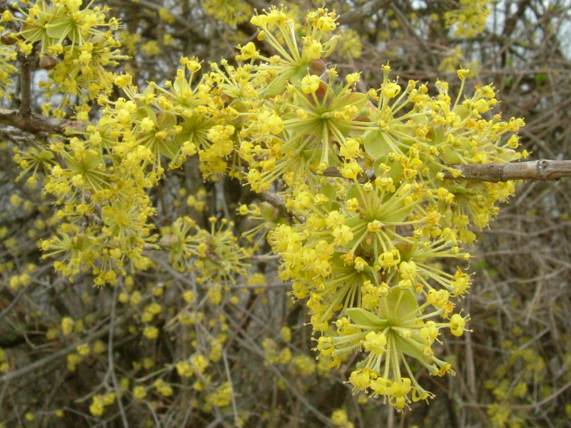 Cornus mas / Corniolo maschio